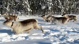 The reindeer herd are ready to move uphill