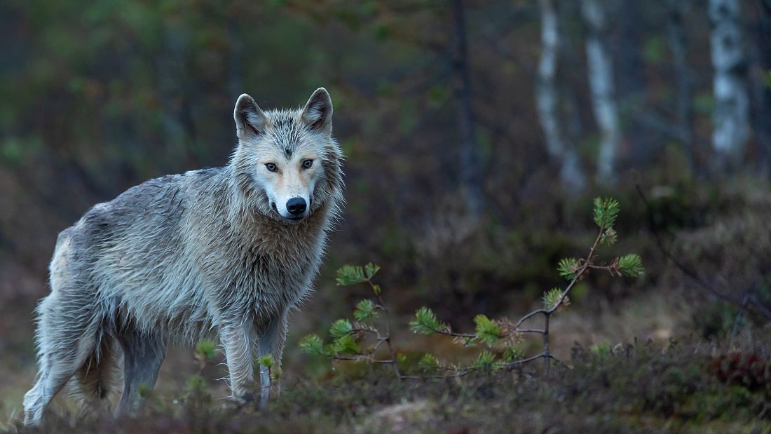 Wolves Back From The Brink Of Extinction In Germany After Years