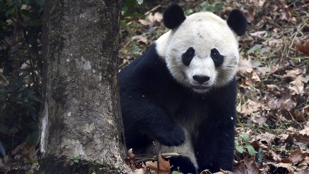 China removes giant pandas from its endangered list - NewsOpener China removes giant pandas from its endangered list