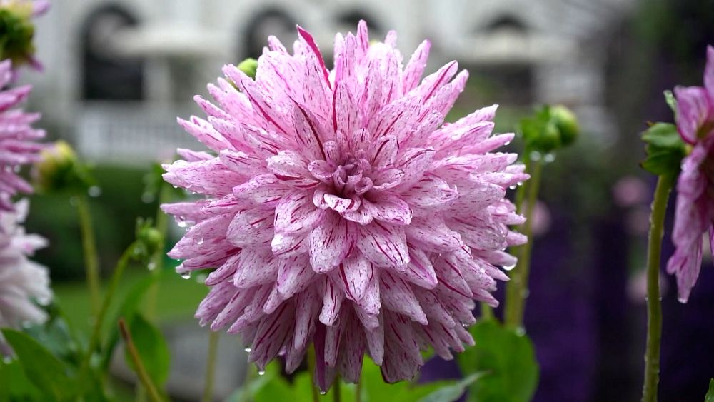 Denmark celebrates the end of COVID-19 restrictions with flower festival at Tivoli park - NewsOpener Denmark celebrates the end of COVID-19 restrictions with flower festival at Tivoli park