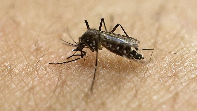 OMS : la lutte contre le paludisme ralentie par la Covid-19
