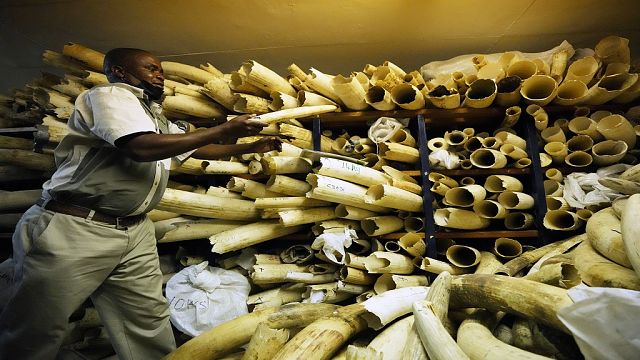 Le Zimbabwe s'active pour une levée d'embargo sur la vente d'ivoire
