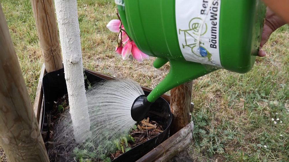 “Even the trees with deep roots are starting to react to the lack of water” - NewsOpener