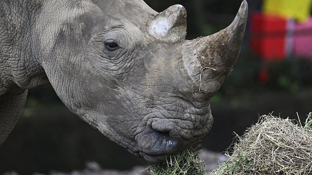 Afrique du Sud : le réensauvagement de 2000 rhinocéros blancs