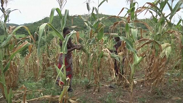 Zambie : la sécheresse déclarée "urgence nationale" 