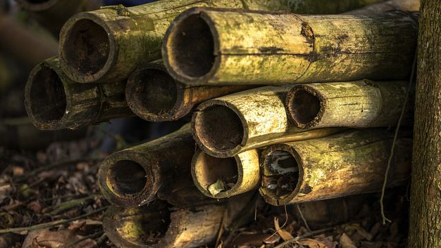 L'Ouganda mise sur l'industrie du bambou pour stimuler l'économie