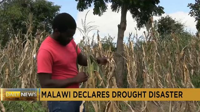 Malawi : quand la sécheresse décime le vivrier