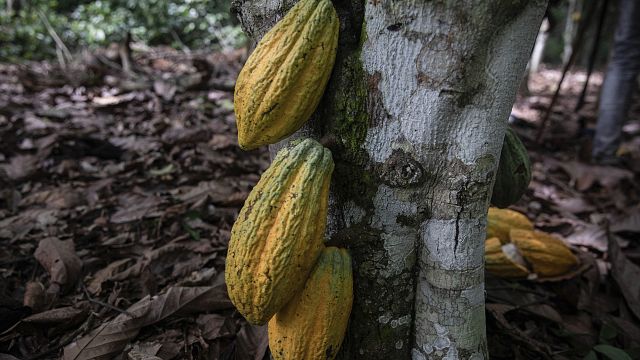 Vendu à prix d'or, le cacao ne profite pas toujours aux cultivateurs 