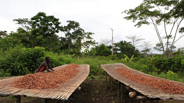 Côte d'Ivoire: le prix du cacao en hausse de 50% 