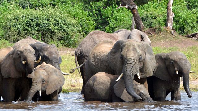 Environnement : le botswana menace d'envoyer 20.000 éléphants en Allemagne