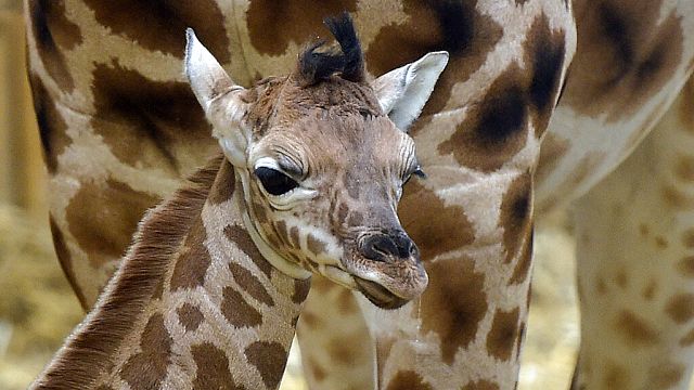 UK : un bébé girafe fait ses premiers pas, en plain air