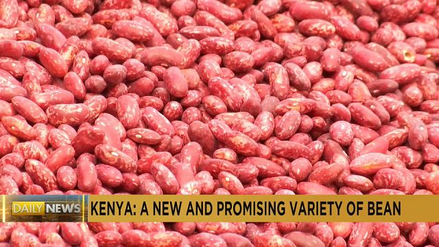 Kenya : une nouvelle variété de haricots qui s'adapte au climat