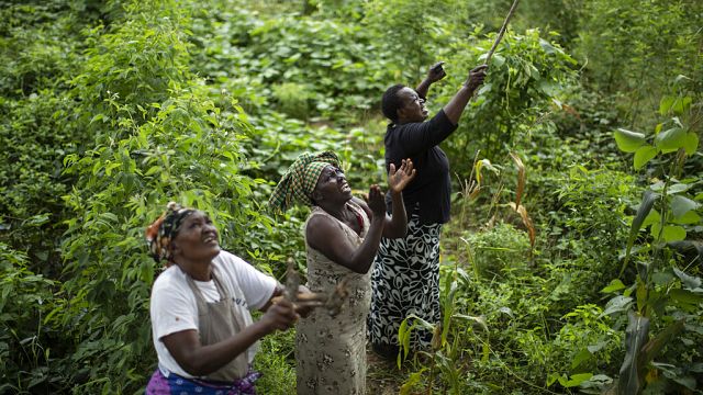 Ivory Coast Women cooperative for vegetables transforming rural village