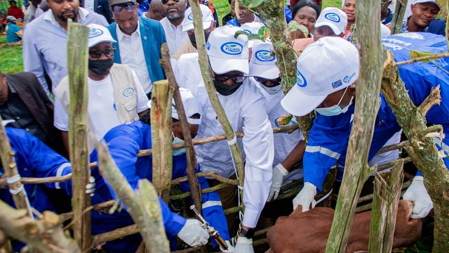 RDC : lancement d'une campagne de vaccination du bétail 
