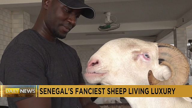 Senegal's fanciest sheep are not destined for slaughter, but lives of luxury