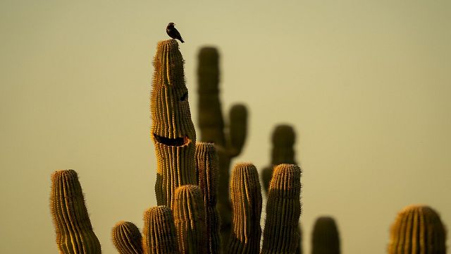 "Cactus Thiemann Backyard" establishes as one of the largest of its kind in Africa thumbnail