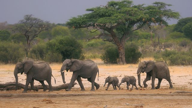 Zimbabwe announces plans to cull dozens of elephants, due to food shortages from drought thumbnail