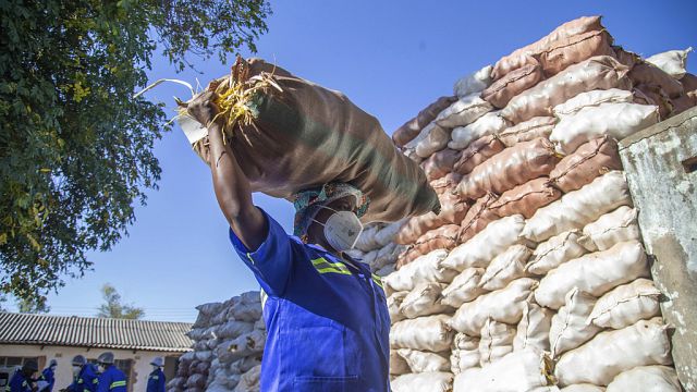 Zimbabwe’s baobab trees offer lifeline to rural communities devastated by climate change