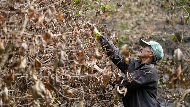 Brazil drought hits coffee farms and threatens to push prices even higher thumbnail