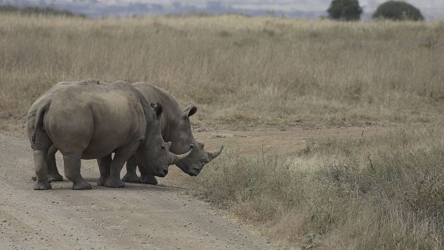 Scientists edge closer to saving the Northern White Rhino from extinction thumbnail