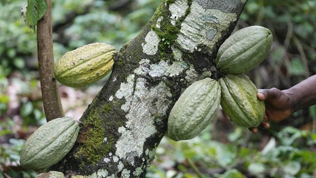 Ivory Cruise: Rising cocoa farmgate price fails to convince thumbnail