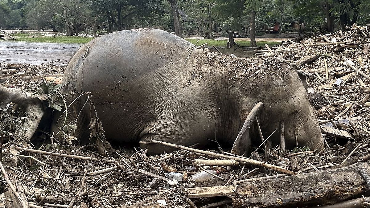 Two elephants die in flooding at sanctuary in northern Thailand