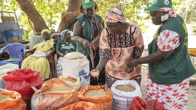 Ladies entrepreneurs face financing hurdles in agriculture, FAO program offers solutions thumbnail