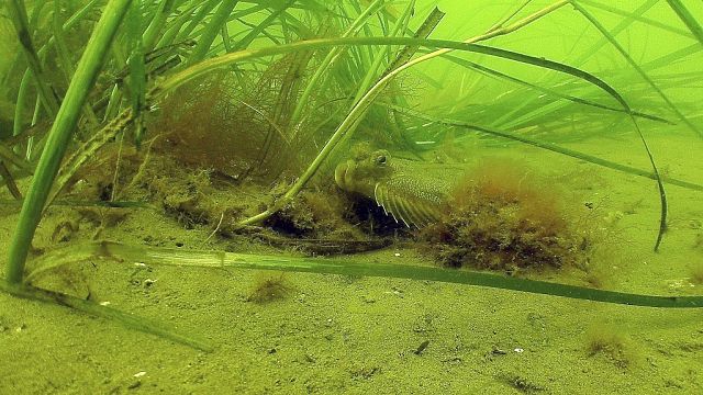 The battle to save seagrass off Kenya's coast thumbnail