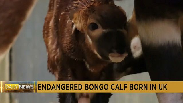 Seriously-endangered bongo antelope calf born in British safari park thumbnail