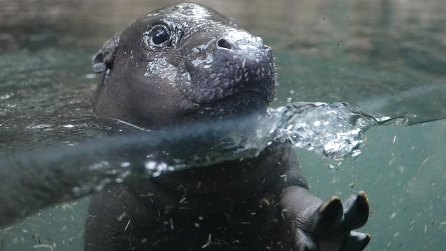 Child pygmy hippo Toni’s underwater debut delights berlin zoo visitors thumbnail