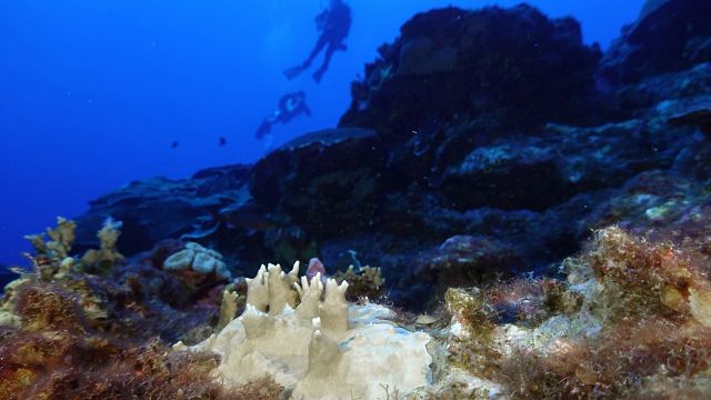 Fourth mass coral bleaching prompts UN alarm thumbnail