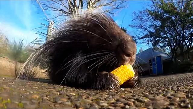 Cute animals feast on Thanksgiving treats at Oregon Zoo