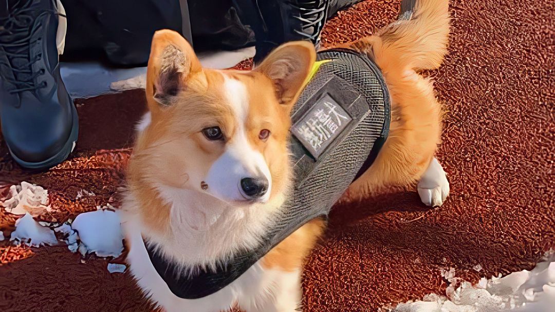 Primeiro cão polícia chinês de raça Corgi perde bónus por má conduta