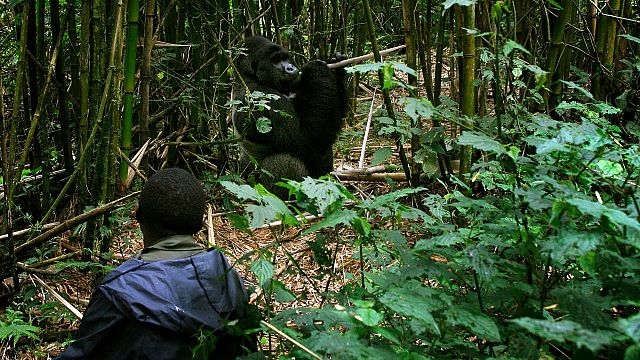 RDC : le parc national des Virunga célèbre son 100e anniversaire dans un climat tendu