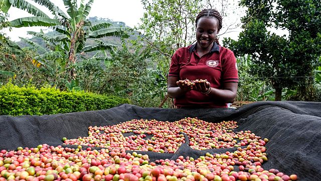 How Ugandan women are taking control of the coffee business thumbnail