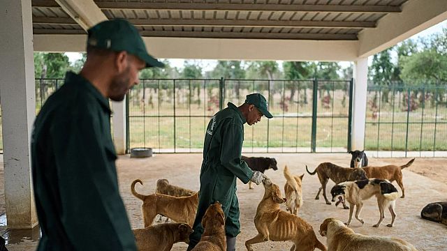 Le Maroc dévoile des mesures pour améliorer la gestion des chiens errants