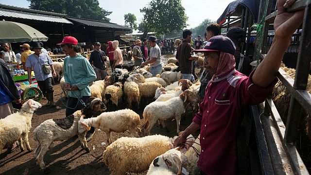 Sheep markets struggle in Niger ahead of Eid al-Adha amid insecurity and economic strain thumbnail