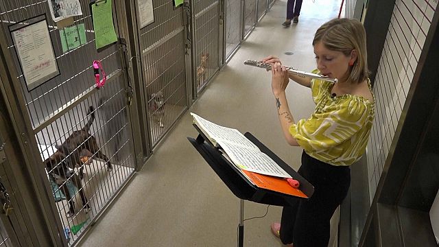 Animal shelters in the US use live music to soothe anxious pets thumbnail