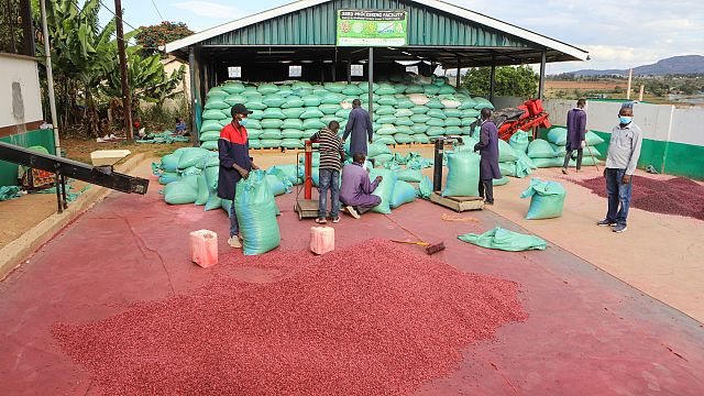Empowering youth in agriculture could boost global economy, FAO report says thumbnail