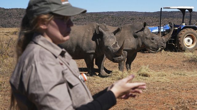 South Africa injects Rhino horns with radioactive material to combat poaching
