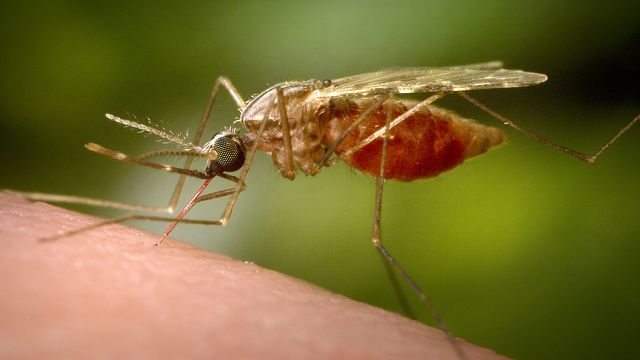 Chine : des mesures pour éradiquer le chikungunya