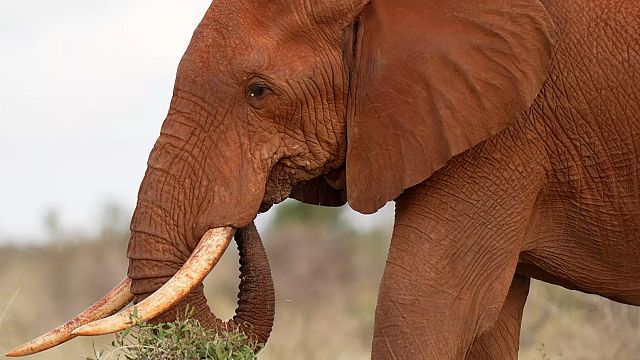 Elephant forced to drink beer at Kenyan nature park