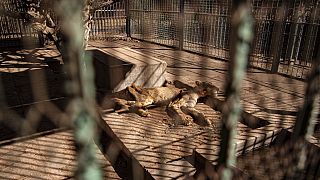 How social media outrage saved bony, starving lions in Sudan zoo