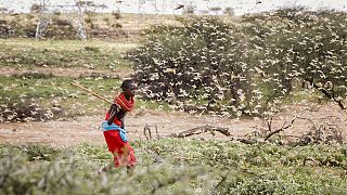 Uganda on alert as Kenya struggles to stop locust swarms
