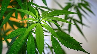 Uganda to issue guidelines for growing, exporting marijuana
