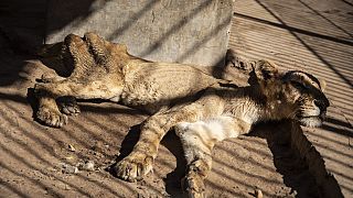 Hope for Khartoum lions as experts arrive to help