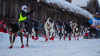 Norway's Robert Sorlie wins Femund dog sled race for 13th time [No Comment]