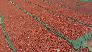 Pakistan : le piment rouge en danger