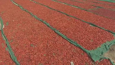 Climate change threatens chilli harvest in Pakistan