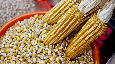 Zimbabwe corn imports reaches 11-year high
